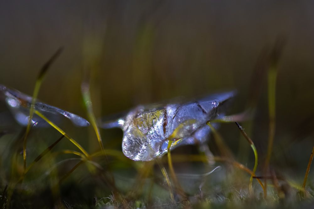 Photograph by Муза Латинская