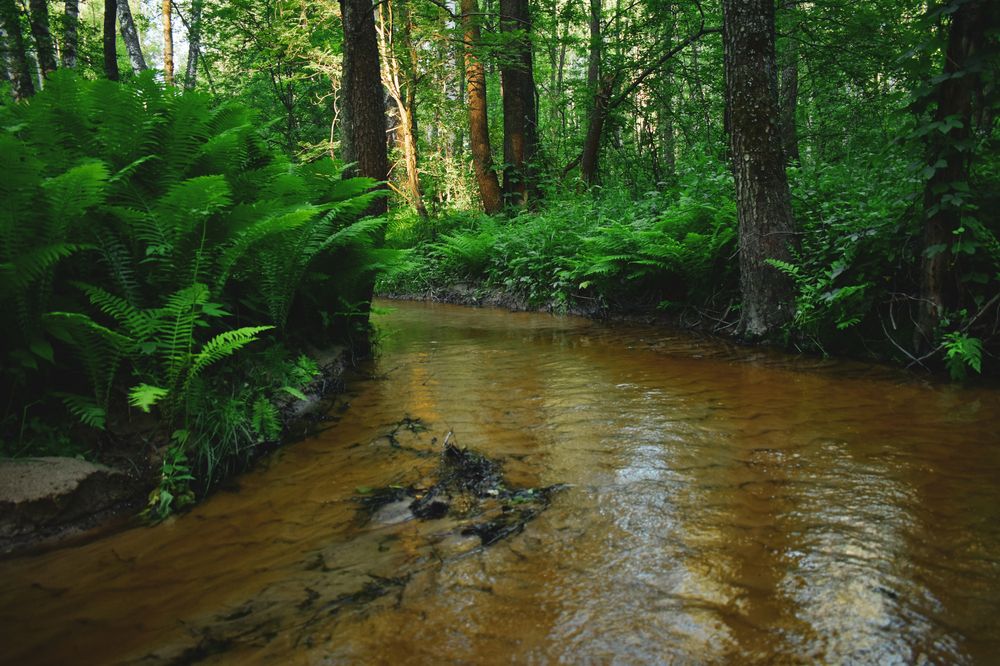 Тропическая речка