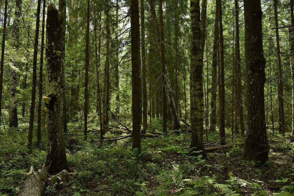 Полдень в тайге.