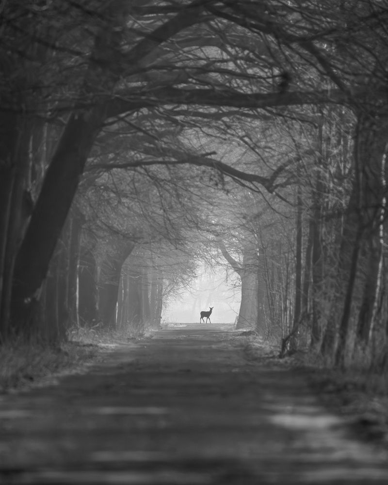 Photograph by Роман Данильчик