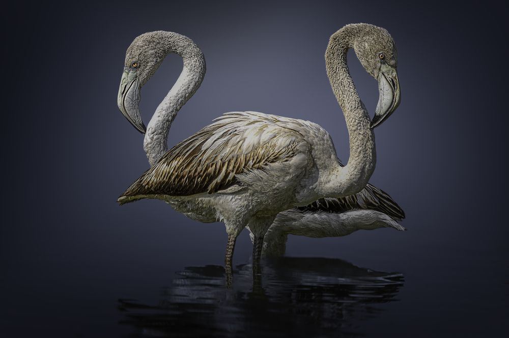 Фотография автора MOHAMED ISMAIL