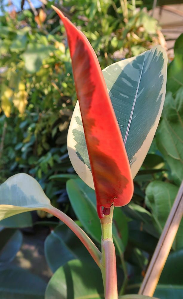 Photograph by Nadia Kushnir