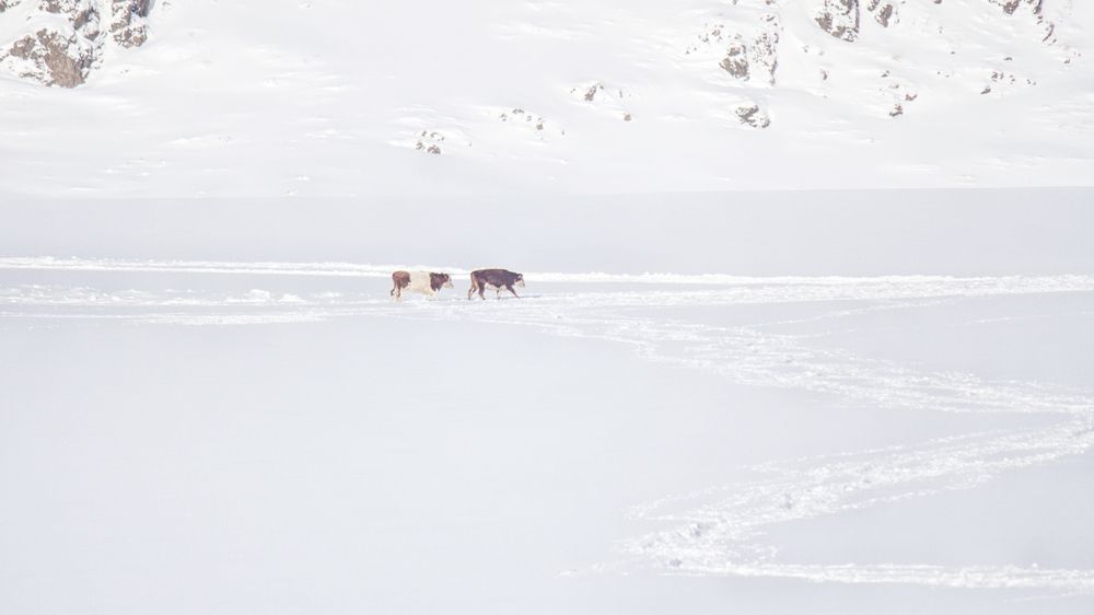 Photograph by Зубкова Юлия