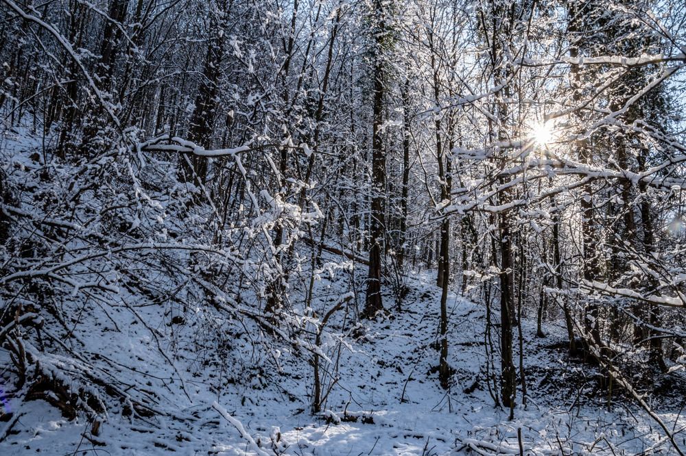 Wandering in the forest