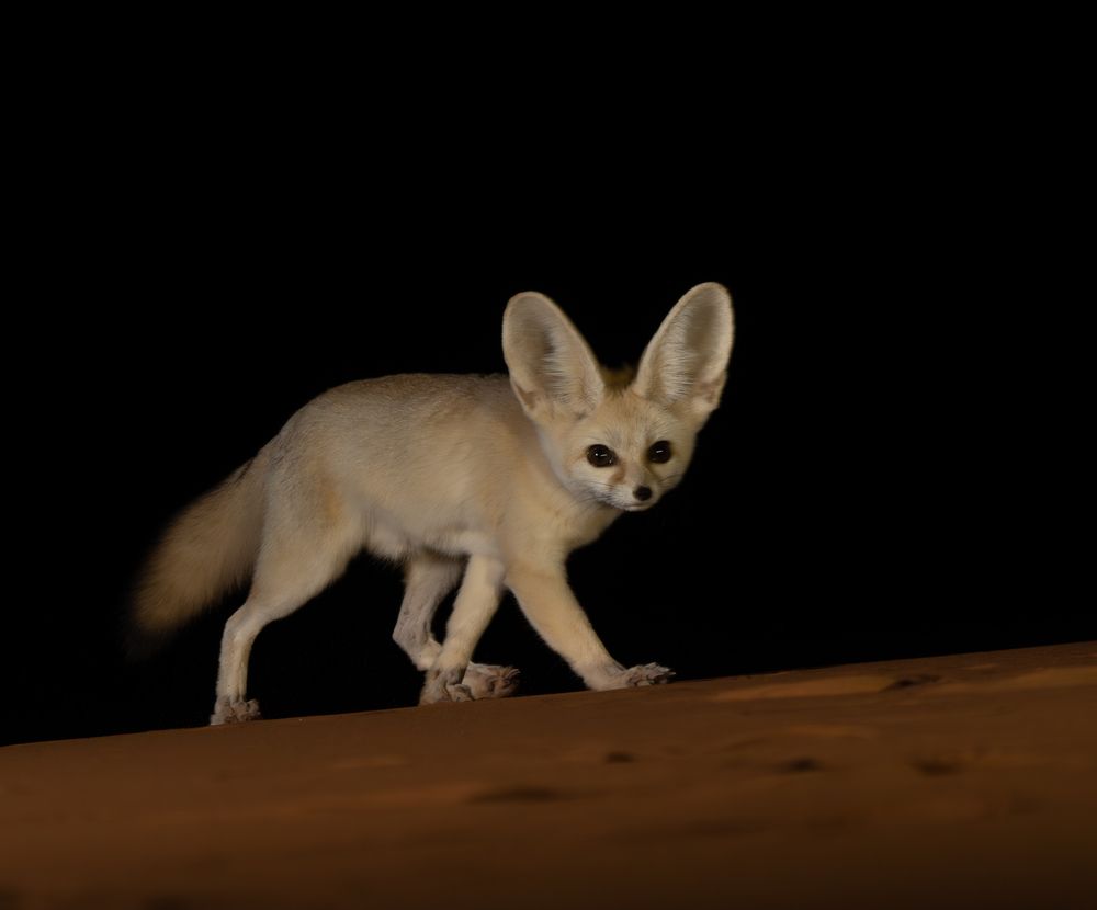 Photograph by Владимир Цветов