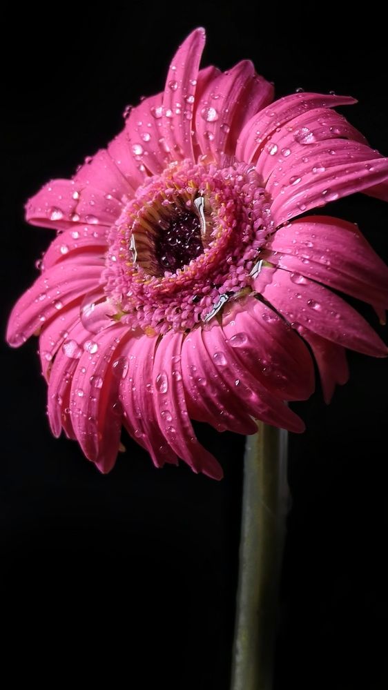 Фотография автора Светлана Зимина