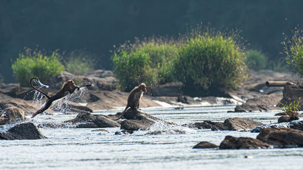 Leap of the Wild: Monkey's Daring River Crossing