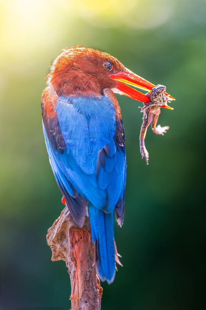 White-throated Kingfisher