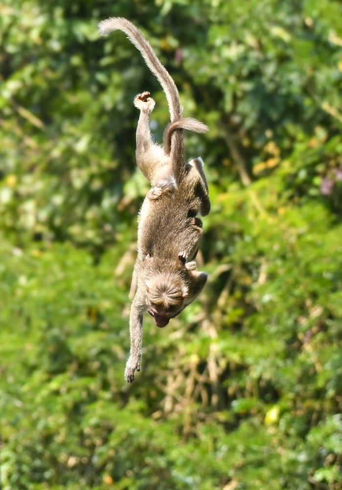 Photograph by Umesh Kumar PR