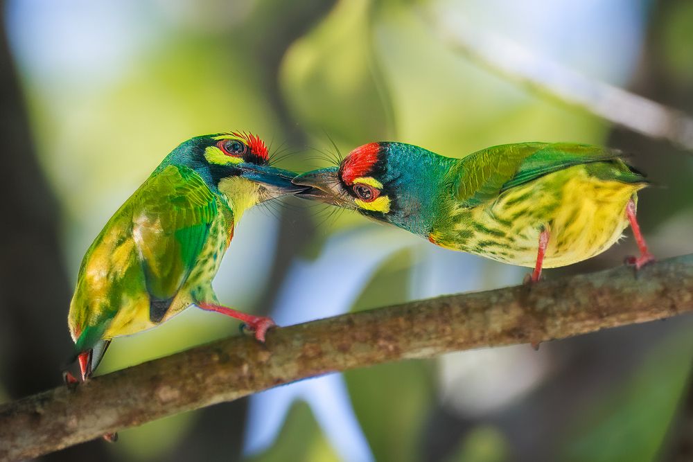 Coppersmith Barbet Kissing