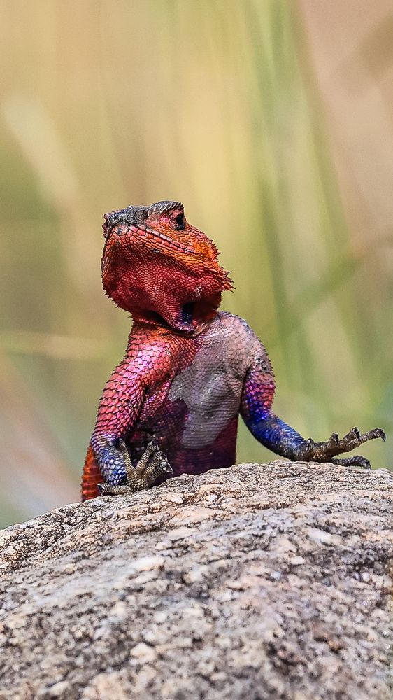 The Spiderman of Savannas!