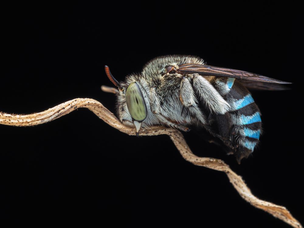 Blue banded bee