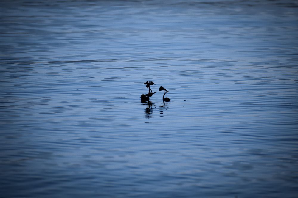 Фотография автора Patricio E. Ayala Espinoza