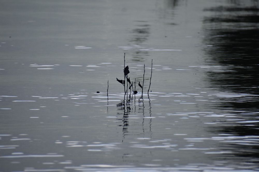Фотография автора Patricio E. Ayala Espinoza