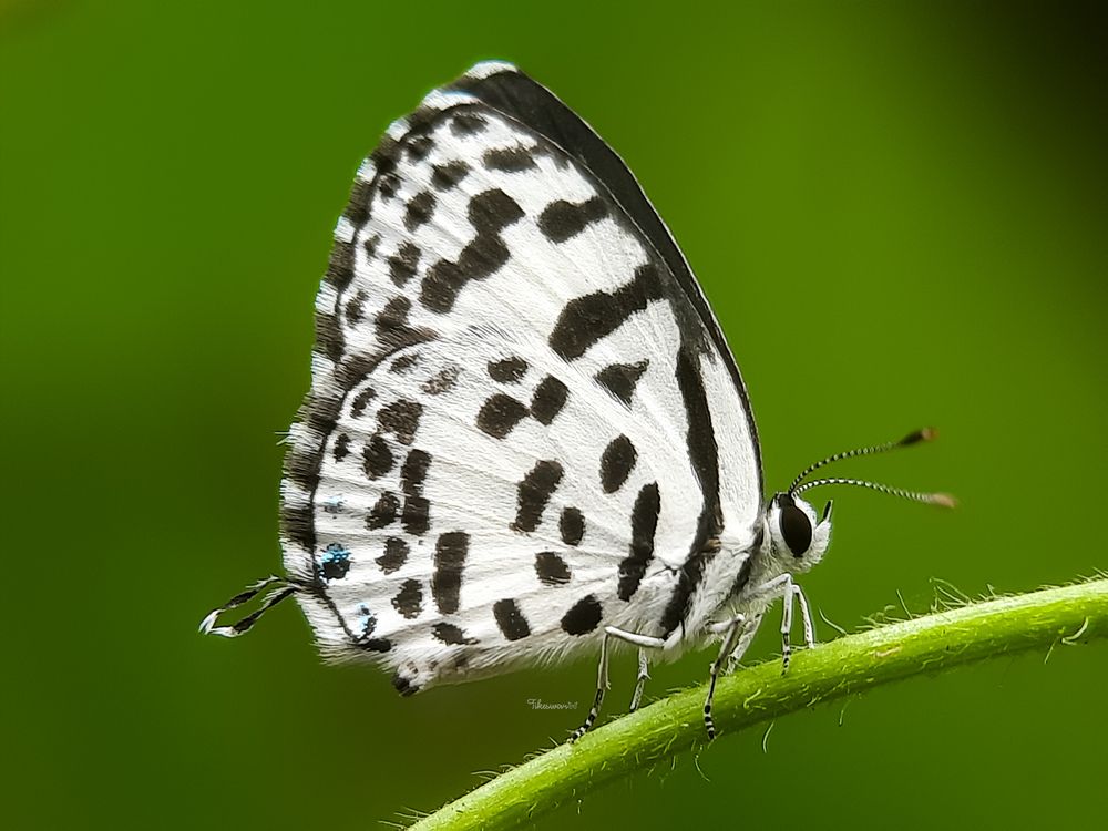 Photograph by Tikeswar Gahir