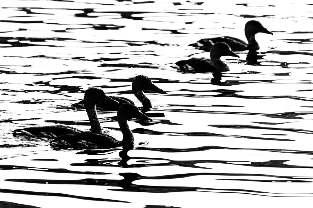 Photograph by Zinda Shaik Mohideen M