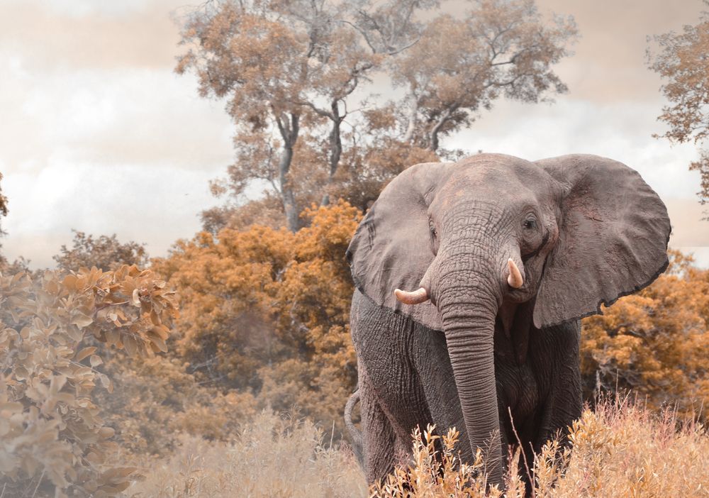 Фотография автора Julene Bosman