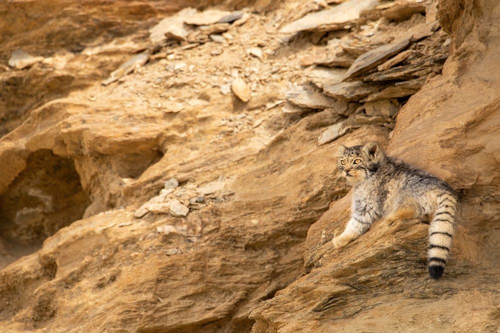 Ghosts of the Highlands