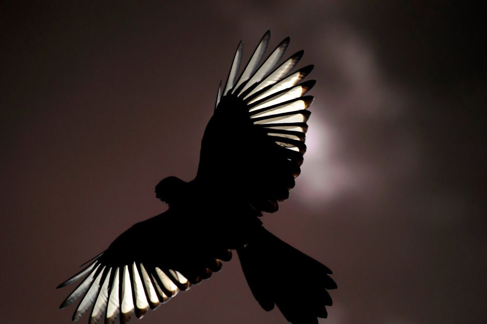 Photograph by Эльвира Быкова