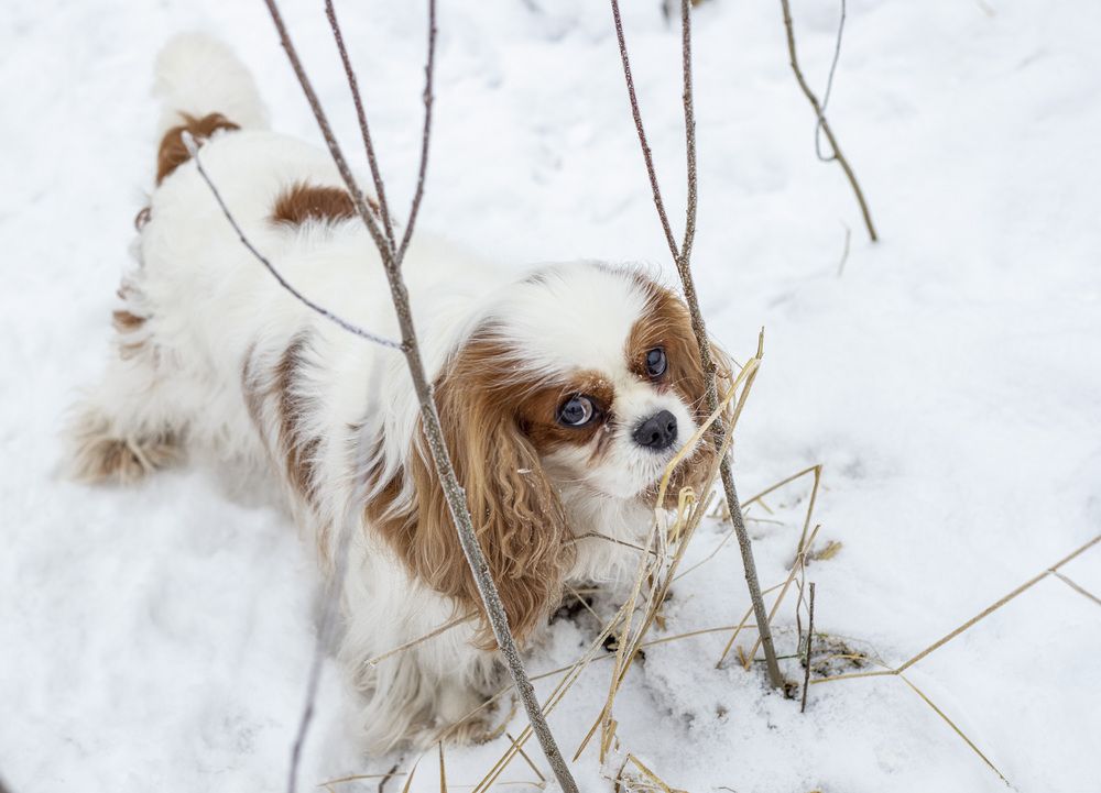 Photograph by Любовь Перевозникова