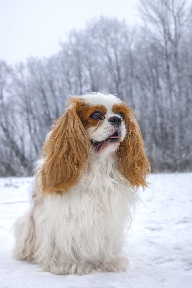 Photograph by Любовь Перевозникова