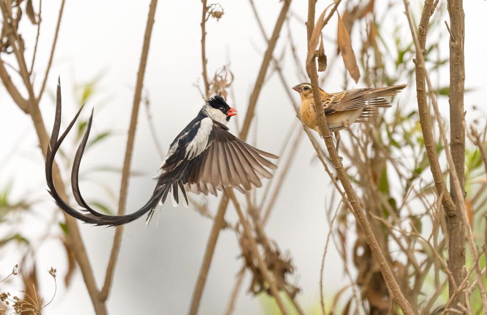 Male Pin-tailed Whydah Performing Courtship Dance