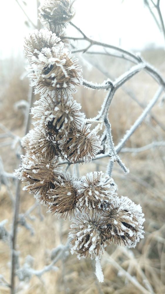 Мороз и иней - крупный план