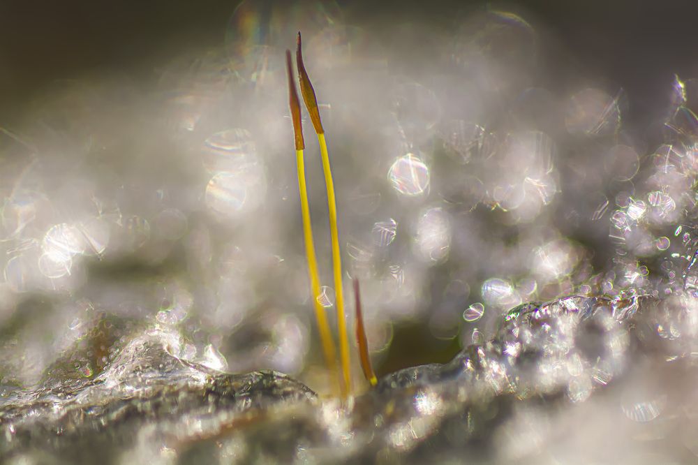 Photograph by Муза Латинская