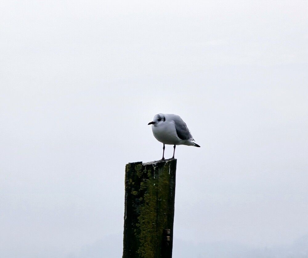 Photograph by Sergiy H