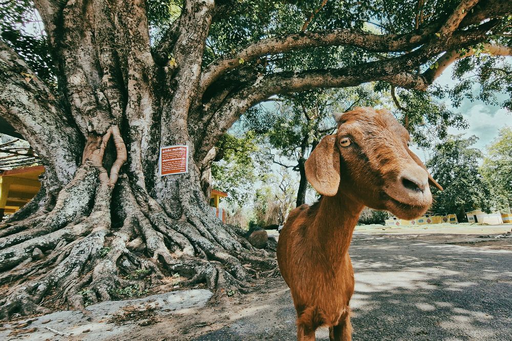 Photograph by Shahul Valasy