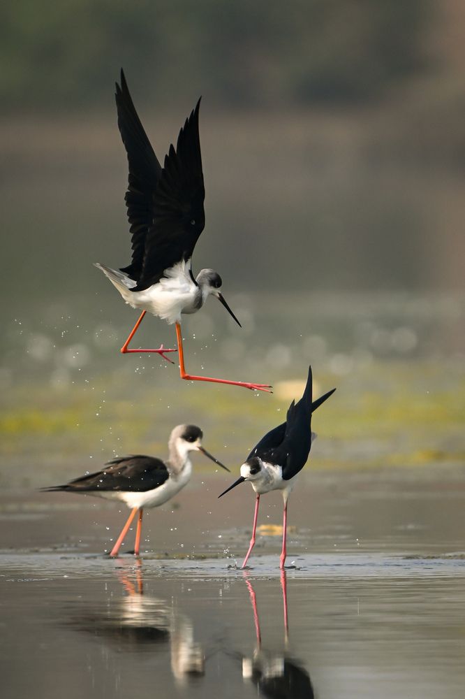 Photograph by Vikrant Khedekar