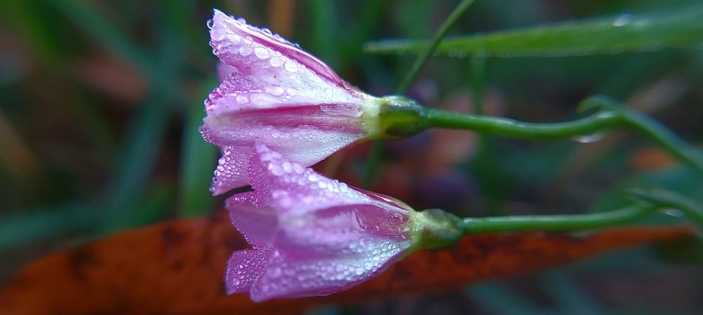 цветы + роса = шедевр