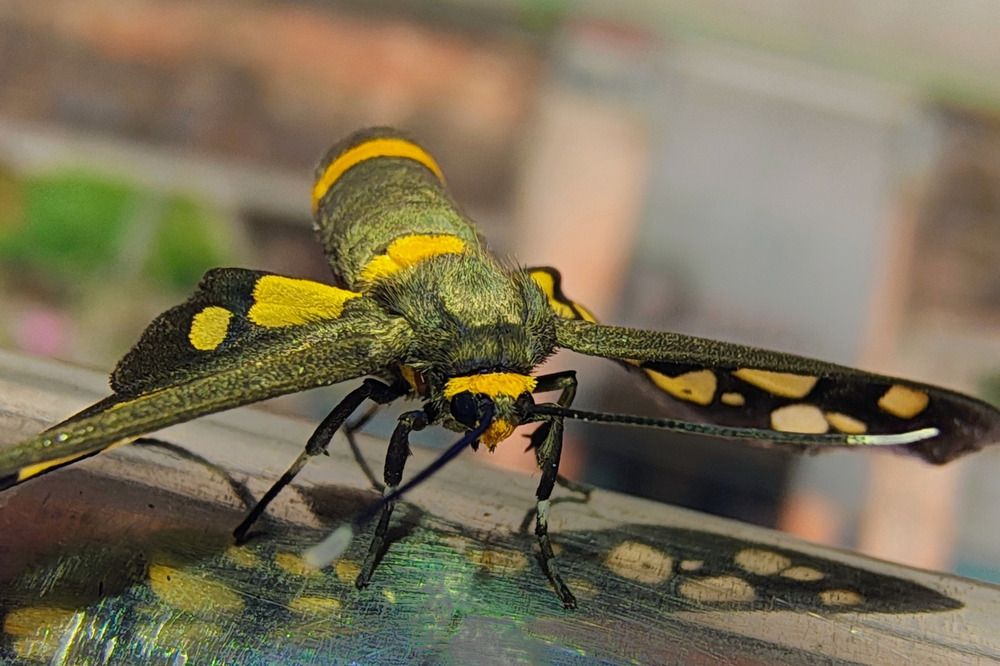 Photograph by Pradip Nandi