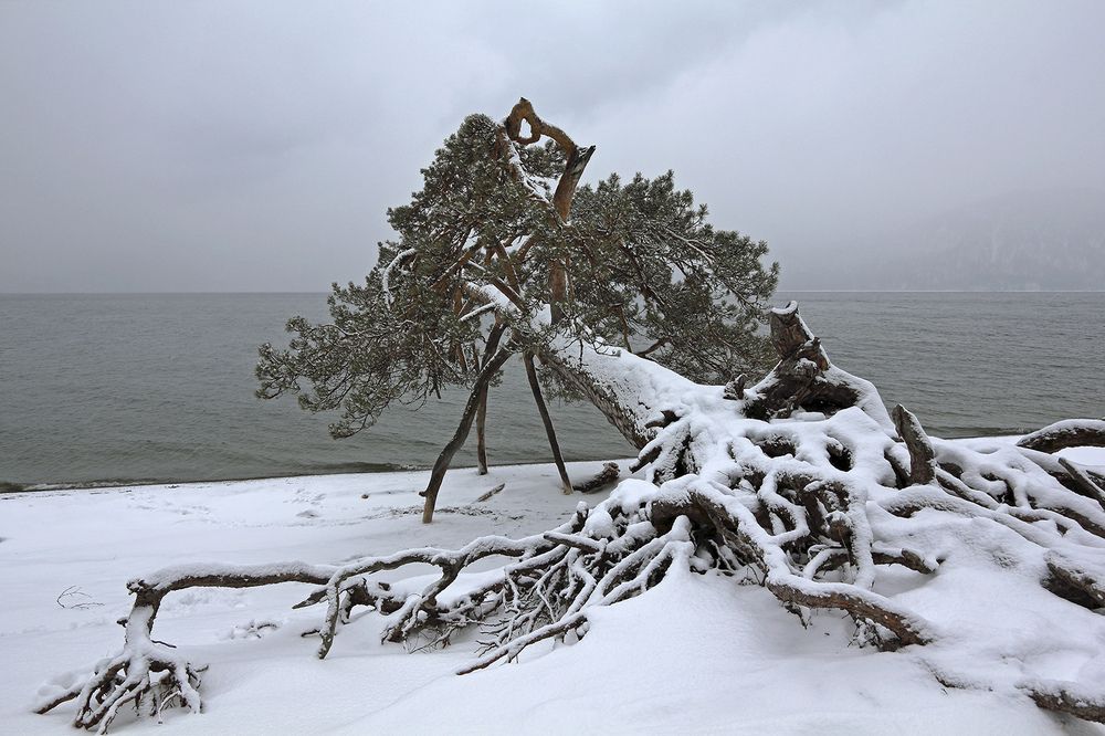 Жажда жизни...