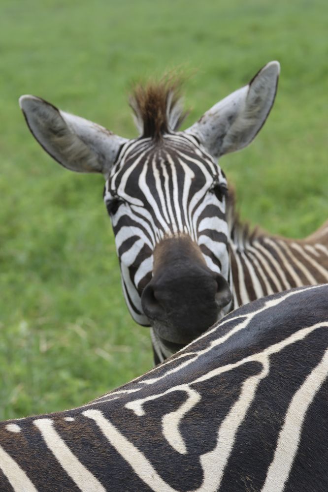 Migracion de Jirafas en Tanzania