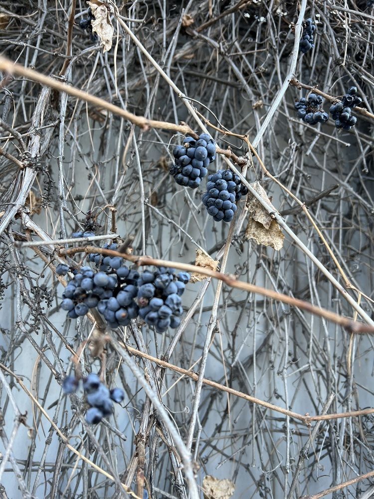 Photograph by Зарина