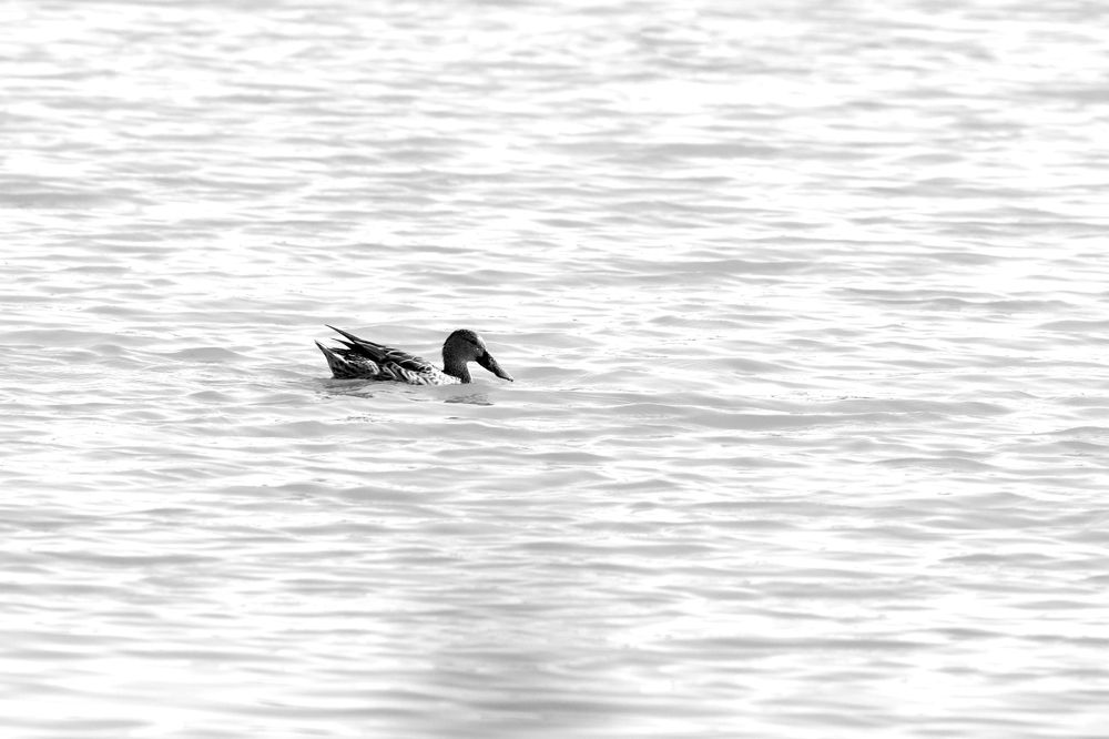 Stillness and the Shoveler