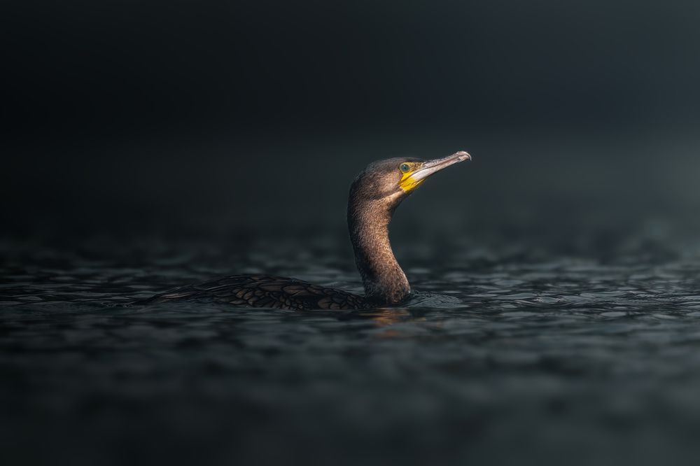 Фотография автора sherif Abdallah