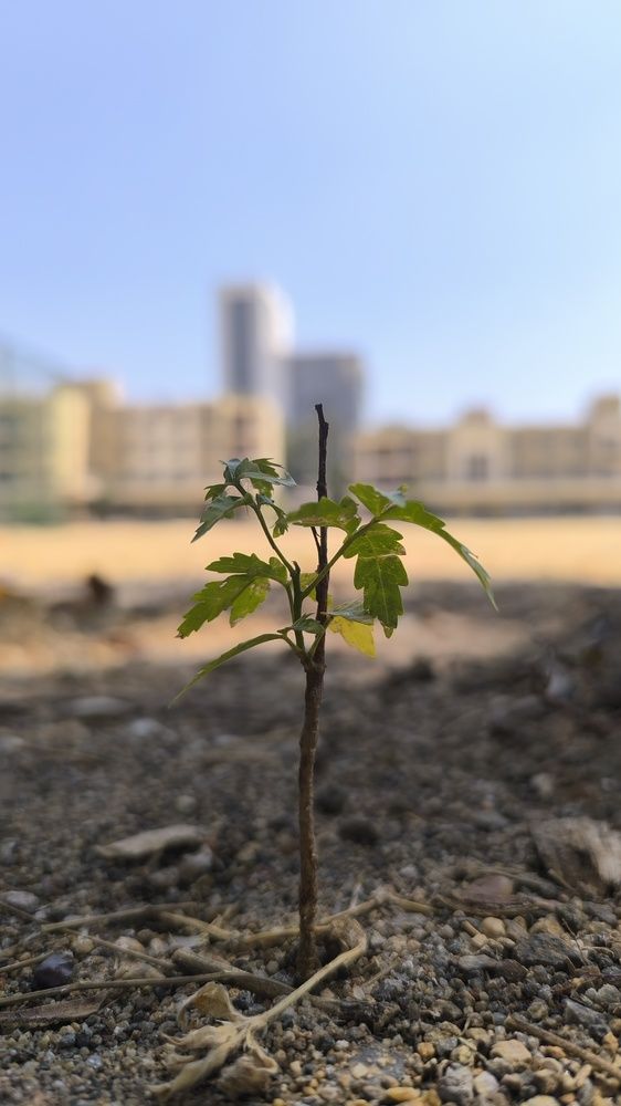 Seedling of Hope