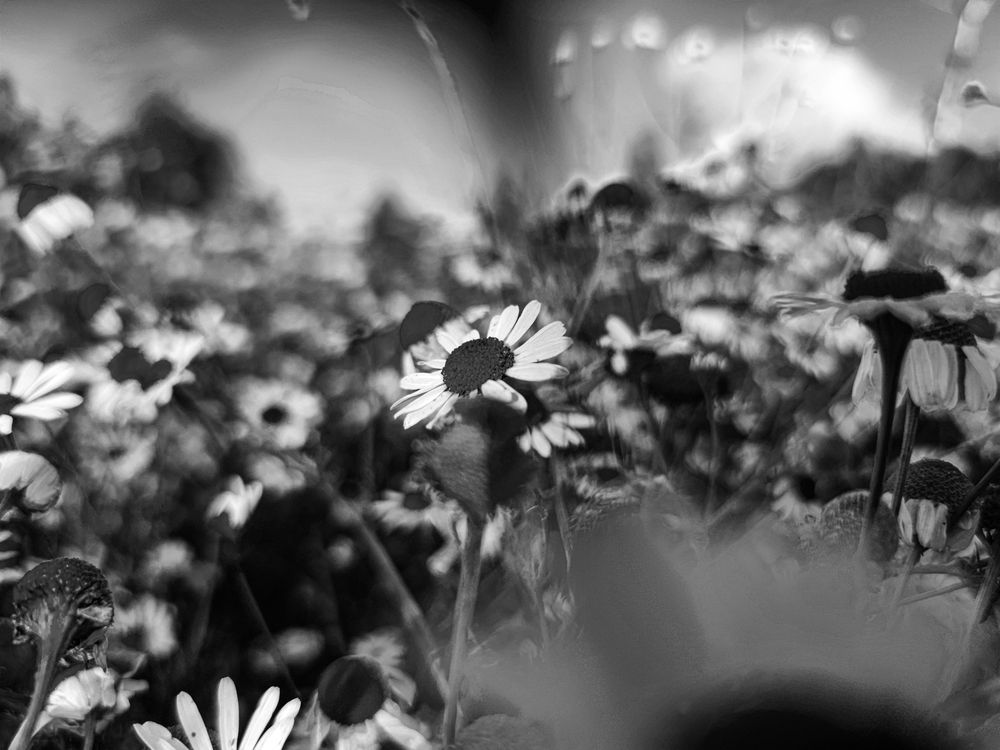 Photograph by Ирина Шибитова