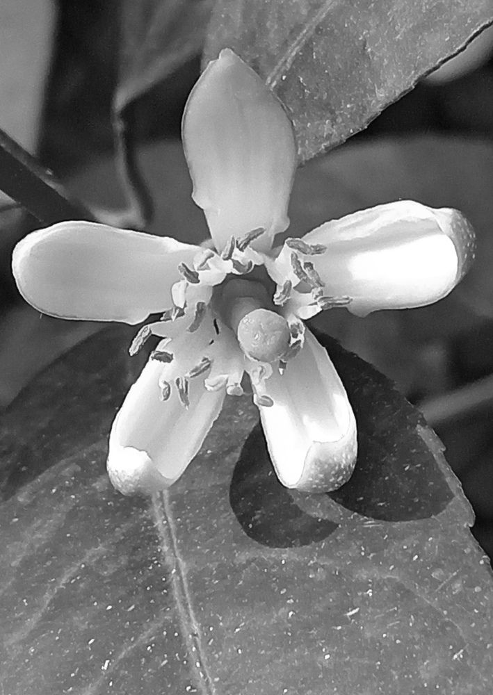 Photograph by Николай Немчанинов