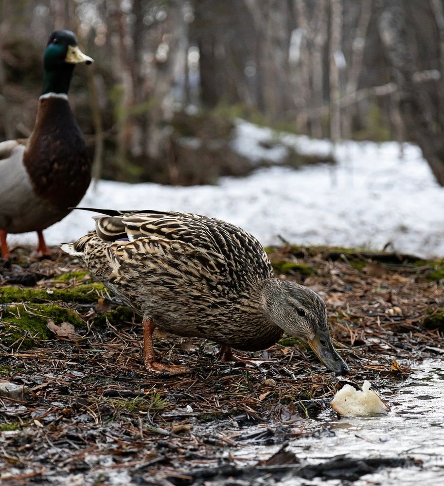 Photograph by Irina Belyaeva