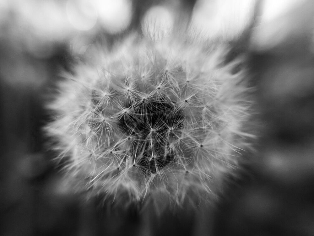 Photograph by Ксения Шилина