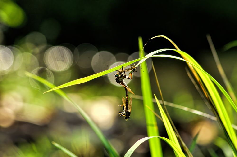 Photograph by Joko Prayitno