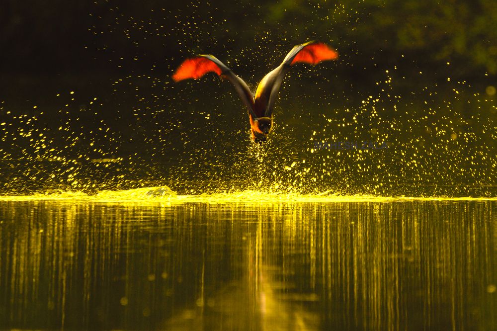 Title : The Golden Bath