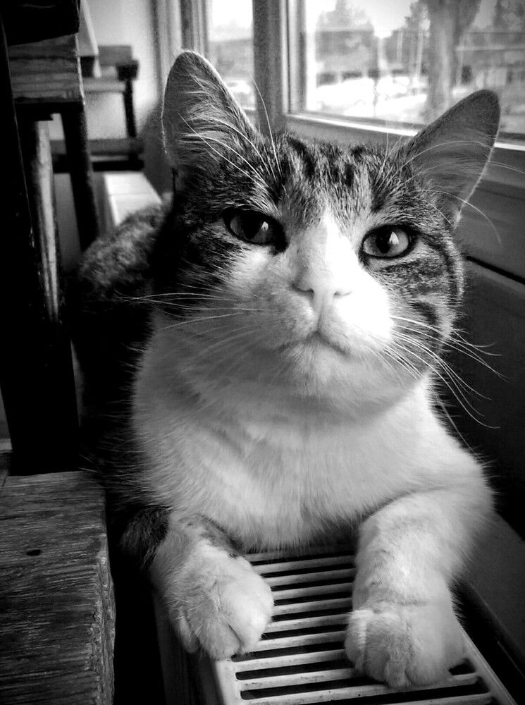 Photograph by Дмитрий Соколов