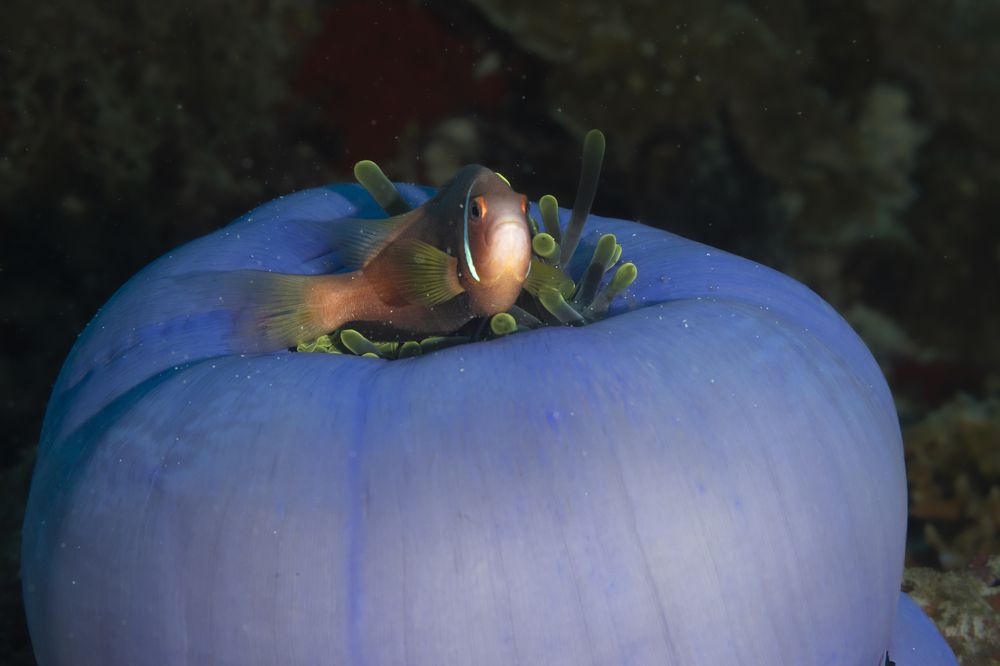 Pez payaso y su vecindario