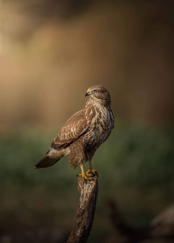 Photograph by Lukas Andree Andersen