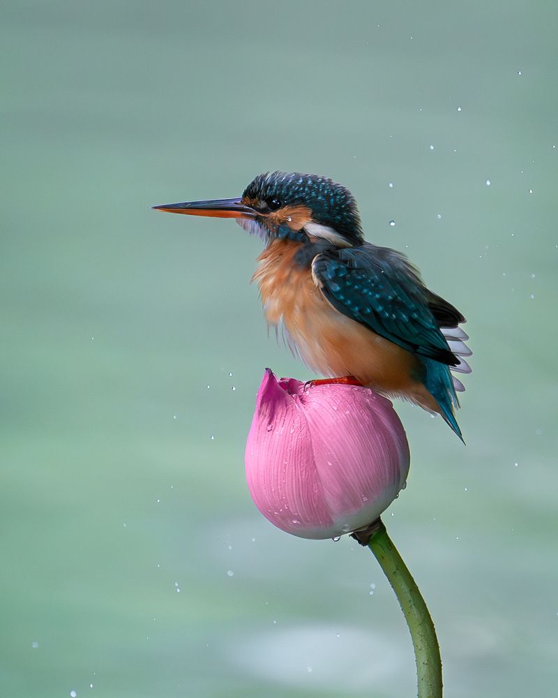 Photograph by Truong Cong Minh Dang