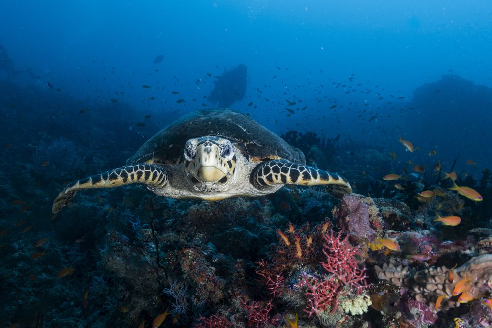 Photograph by Ceci Ver